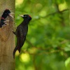 Datel cerny - Dryocopus martius - Black Woodpecker 0465